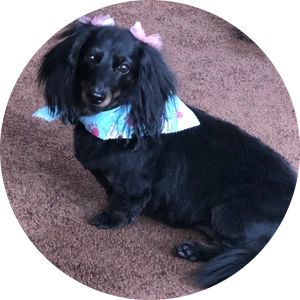 Personal photo of Sarah Turchanik 1